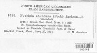 Puccinia abundans image